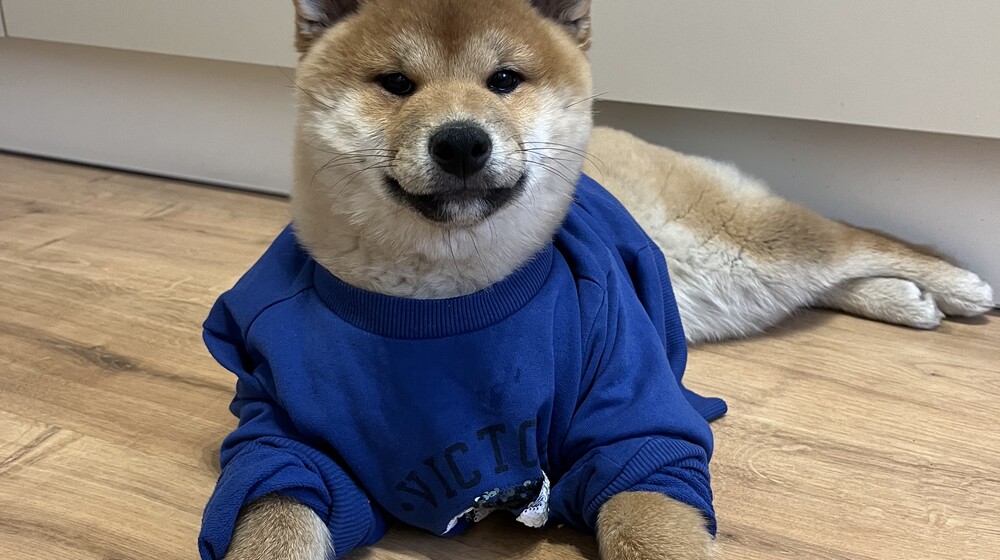 Любимые сказки