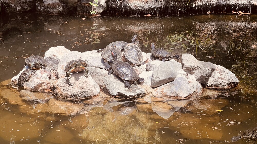 Рекомендации блогеров