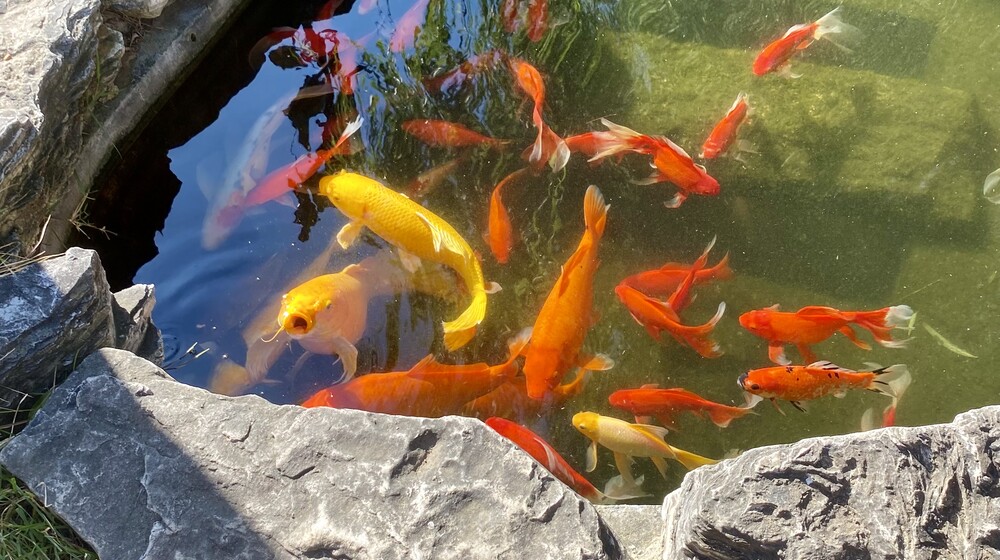 Увидеть красоту в несовершенстве