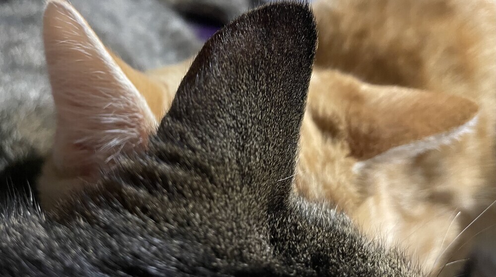 Книги о животных 