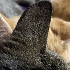 Книги о животных 