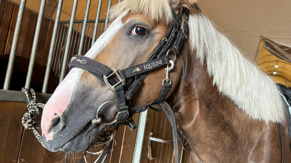 Обучение лошадей. Лошади 𓃗