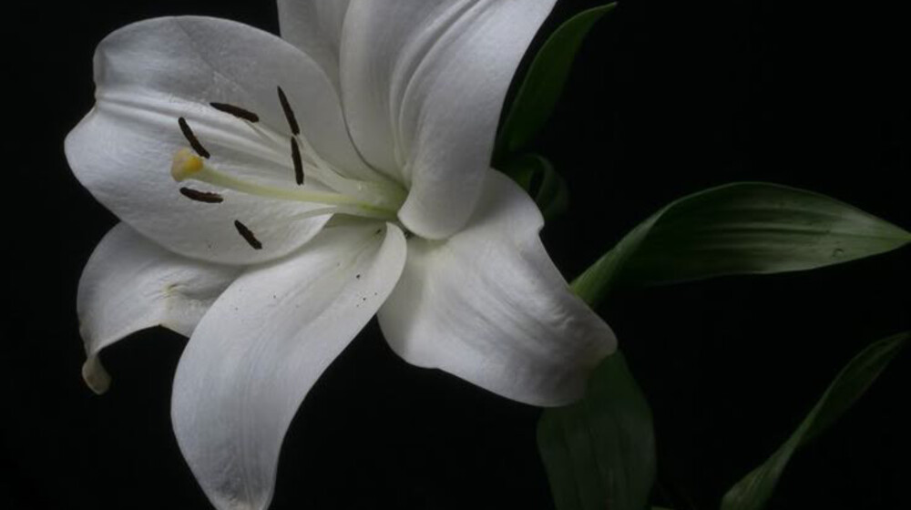 от Бродского