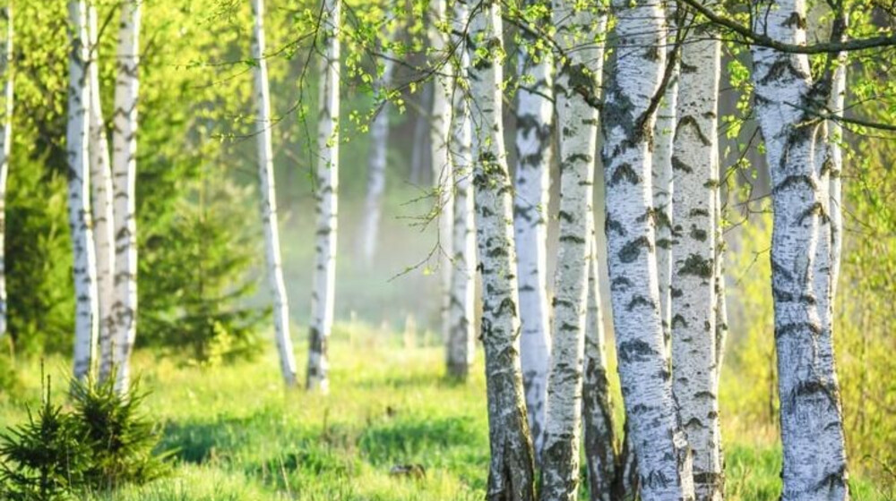 Читаем Россию