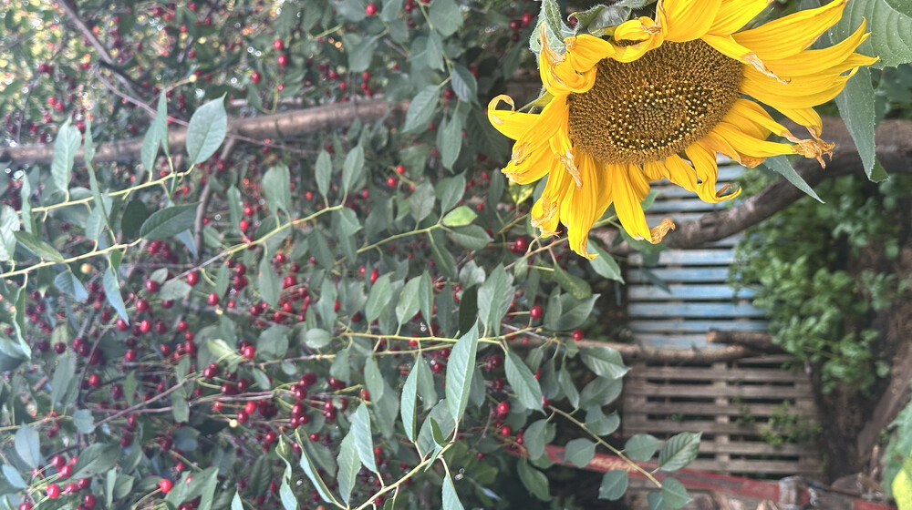 Художественные любимые