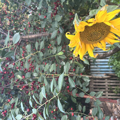 Художественные любимые