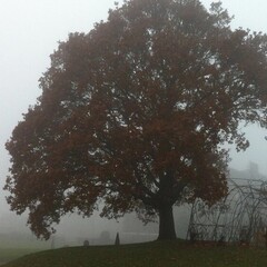 полочка маира