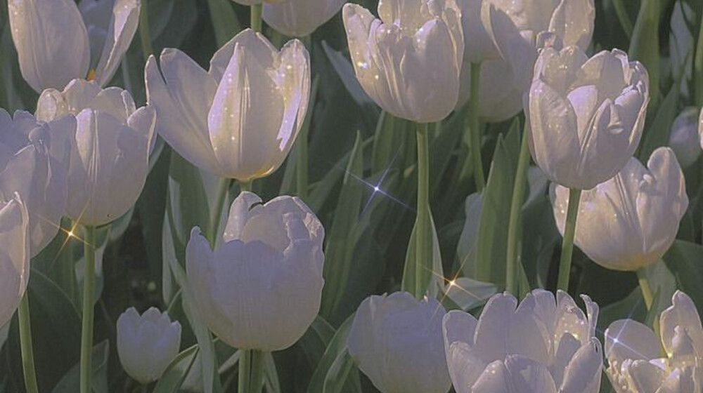 Мона Кастен