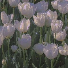 Мона Кастен