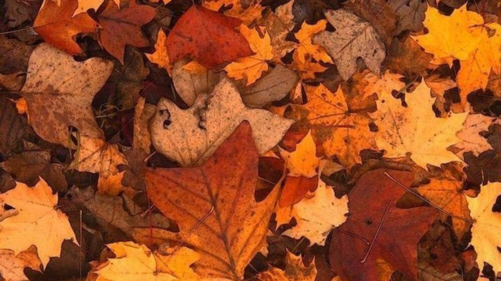 Магнолия-Фоллс