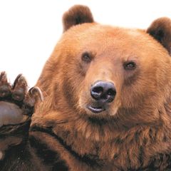 "Великий" и "могучий" для вас, как лес дремучий?