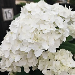 Осознаность 