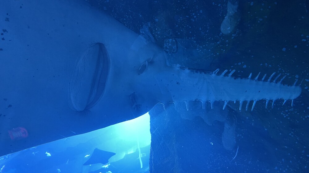 «Майор Гром»