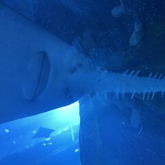 «Майор Гром»