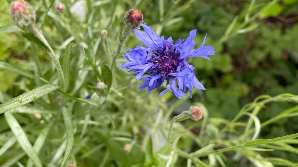 Английские деревенские романы 💚