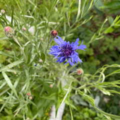 Английские деревенские романы 💚