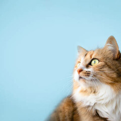 Время гладить кошек 