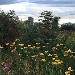 Летние книги 