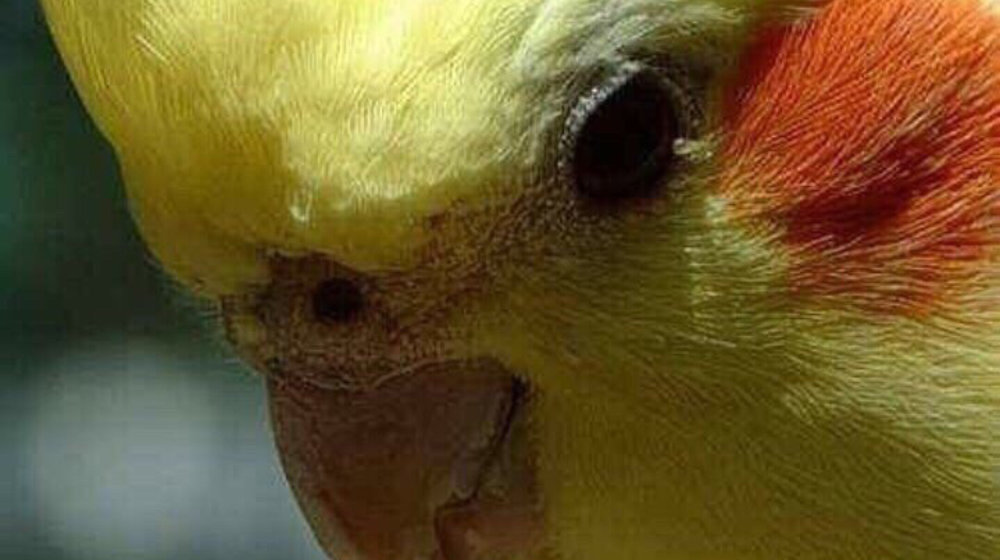 Уголок вонючки