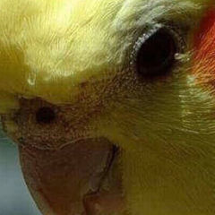 Уголок вонючки