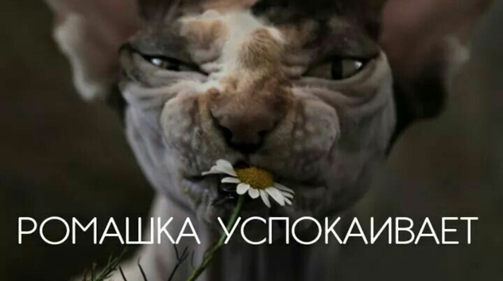 Даже не знаю