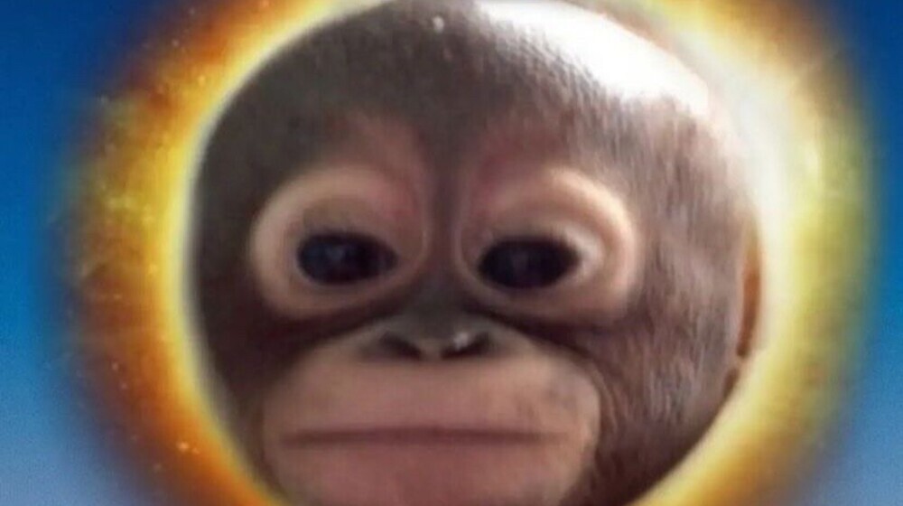 the world belongs to monkeys