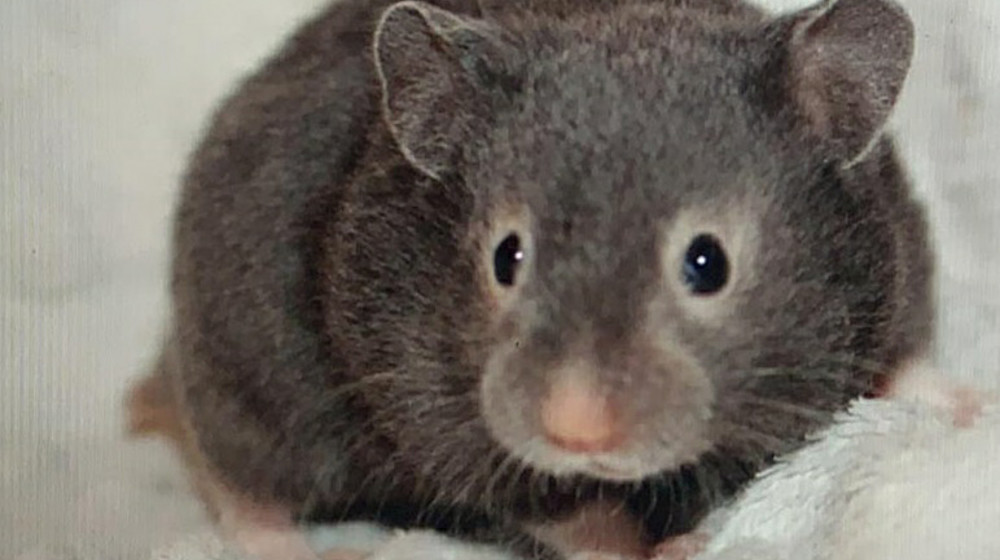 Звёздный Витас