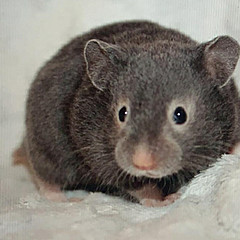 Звёздный Витас