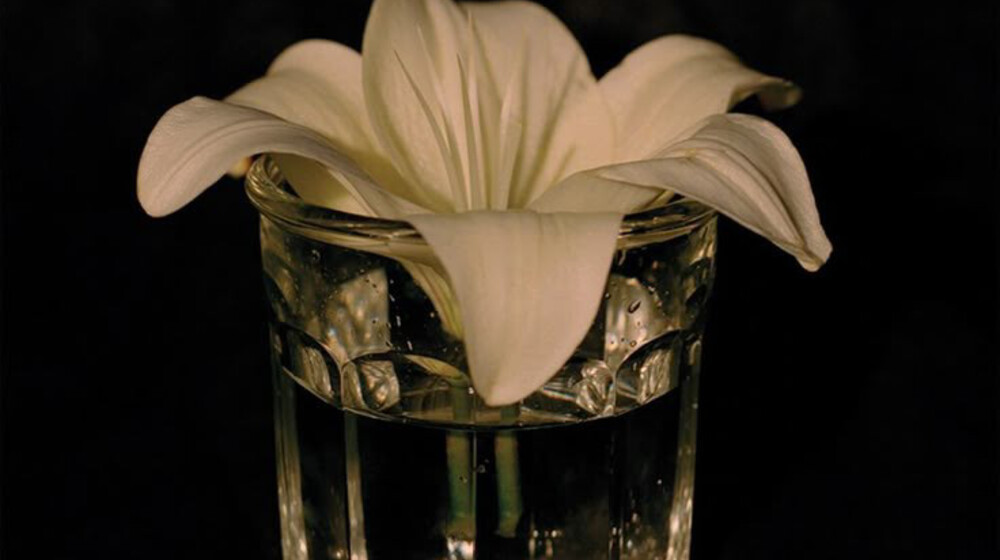 Белый олеандр: Литературный след