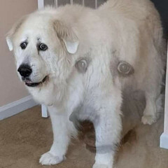 kant stop philosophizing