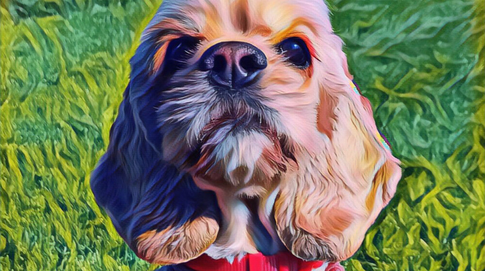 Всё о/для/про собак: жизнь, дрессура, воспитание, любовь.