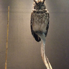 Скилы, лайфхаки и устройство