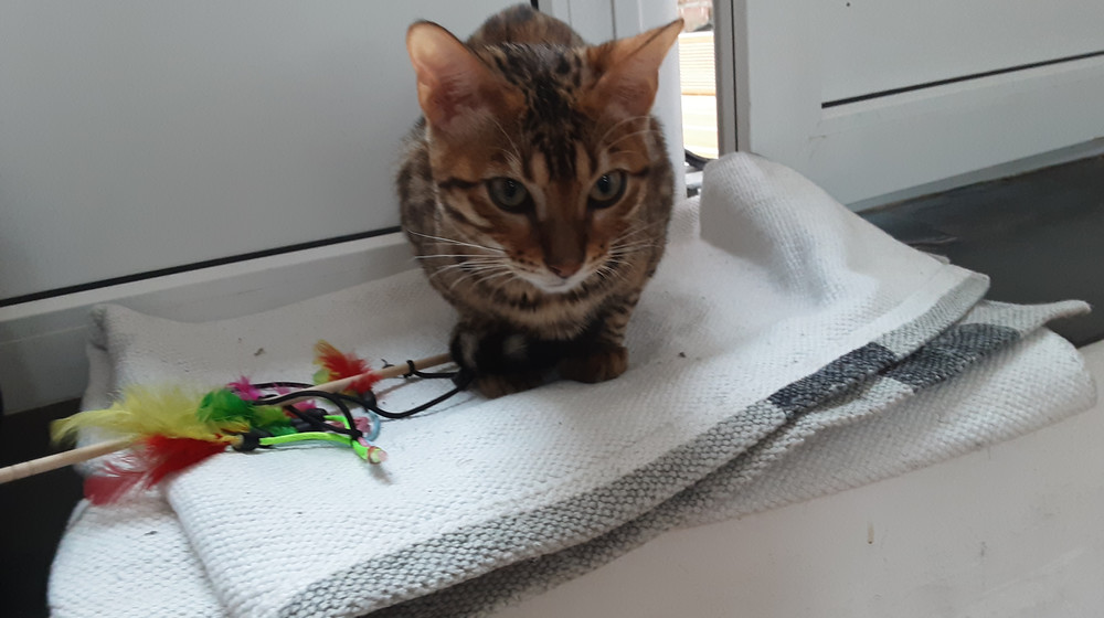 Костина полка