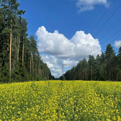 Саморазвитие