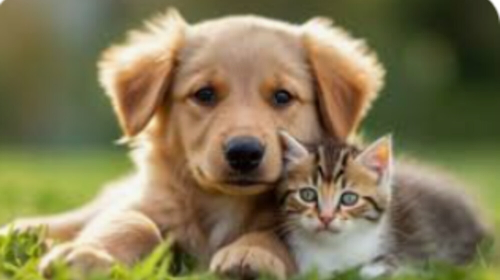 Про животных