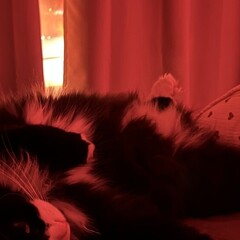 Империя вампиров