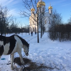 Молитвы Льда