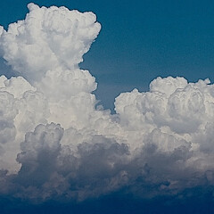 Лекарственные растения