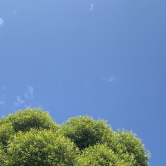 Кабачковое чтиво 1