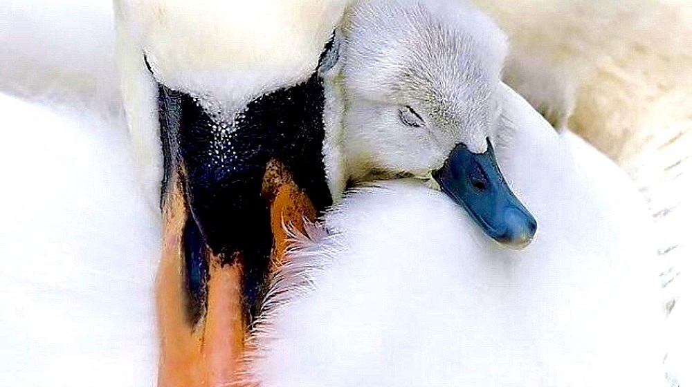 Педагогика