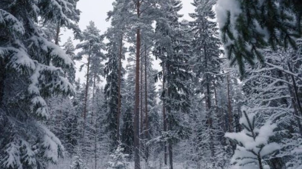 ❄️ Почитать зимой ❄️