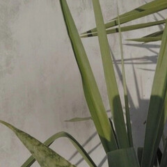 Ментор черного паука