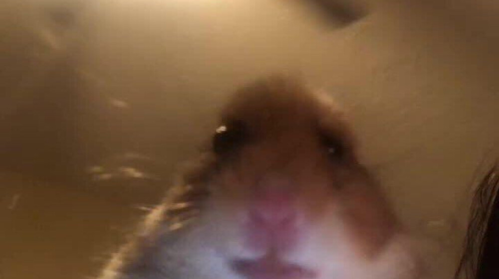 Сессия нас убьёт