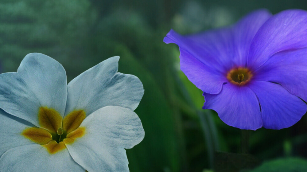 То, что я могу посоветовать другим