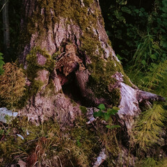 Фольклор 🍂