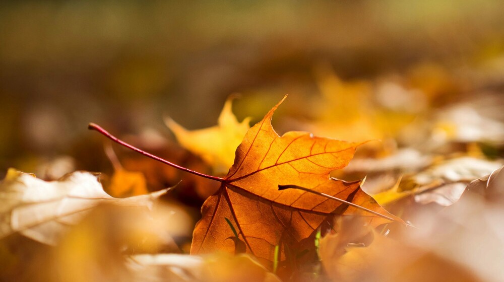 Книжный клуб "Строка"