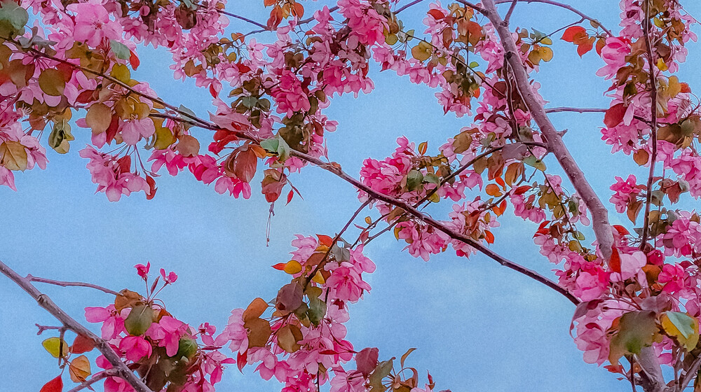 Поэзия и поэты