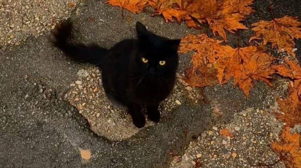 Осень🍁🎑🥮☕️🍂