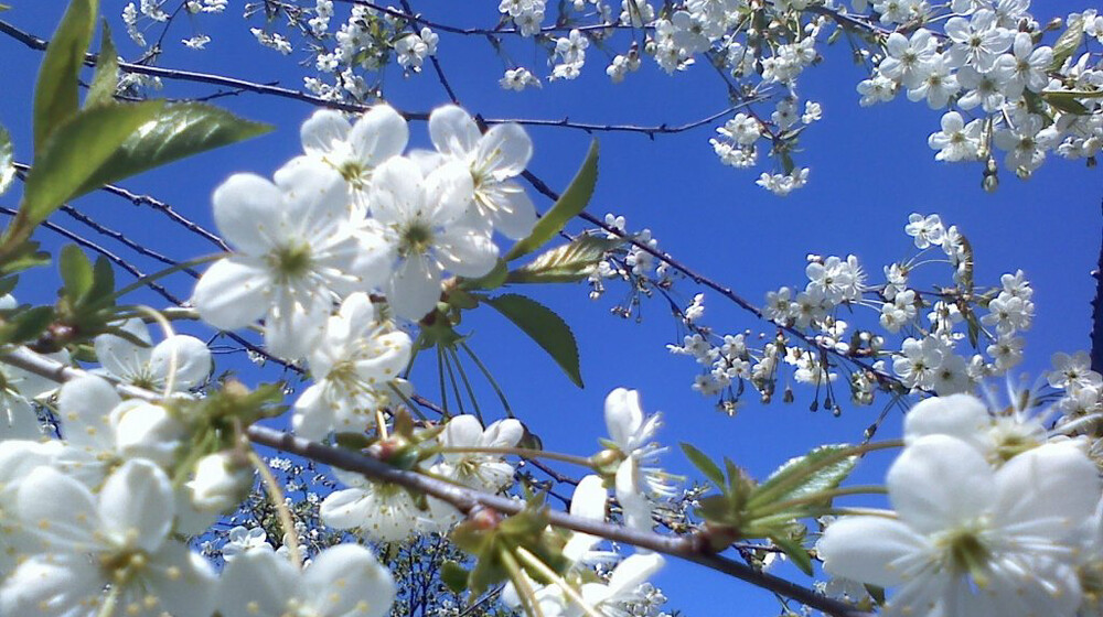 ⊱✧⊰ Весенняя полка ⊱✧⊰