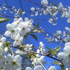 ⊱✧⊰ Весенняя полка ⊱✧⊰